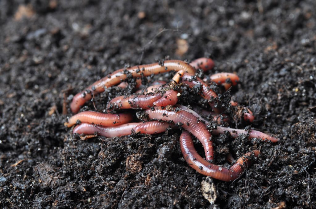 Earthworm Castings Fertilizer AgraGron